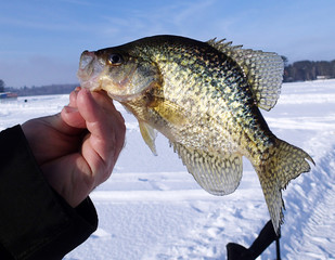 Fishing for Crappie's