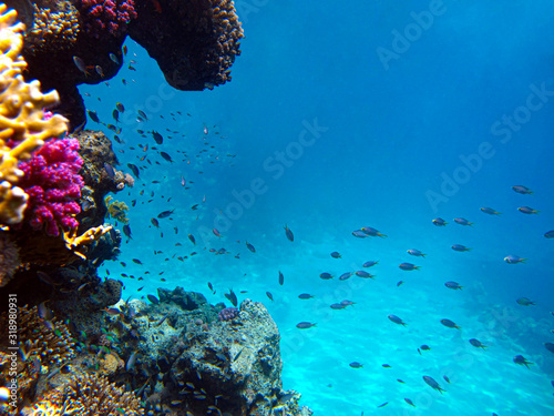 Fotografía Underwater view of the coral reef and Tropical Fish