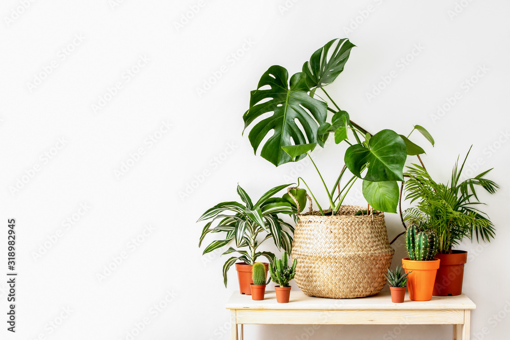 Potted home plants front view, home gardening concept - obrazy, fototapety, plakaty 