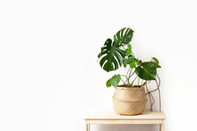 Monstera Home Potted Plant Front View, Home Gardening Concept