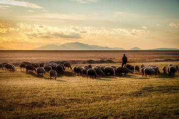 sheep and shepherd at sunset