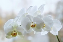 Branch Of Blooming  White Orchid Closeup