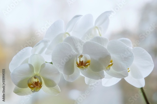 Dekoracja na wymiar  galaz-kwitnacej-bialej-orchidei-zblizenie
