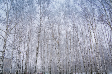 Canvas Print - Trees in Winter Park