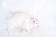 Side top view on funny white cat with different color eyes lying on white bed and looking up at camera. Cat sleep and dreams. Copyspace for text. Turkish angora kittten with blue and green eyes