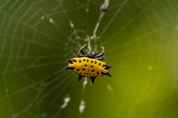 yellow soldier spider