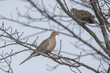 © Gregory Johnston - Mourning dove in a tree.