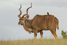 Large Male Kudu Antelope Standing On A Hill With A Ox Pecker Bird On Its Back