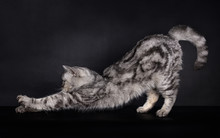 Side Portrait Of A Cute Looking Black Silver Tabby Blotched British Shorthair Cat, Stretching With Paws In Front, Isolated On A Black Background