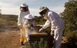  Beekeepers working collect honey. Beekeeping concept.