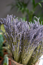 Bunches Of Dried Lavender In Basket. Flower Shop. Flowers Delivery