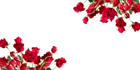 Wall Mural - beautiful flowers composition. red rose flowers on white background. 8 march, valentines day, easter