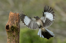 Northern Mockingbird (Mimus Polyglottos), Rio Grande Valley, Texas, USA