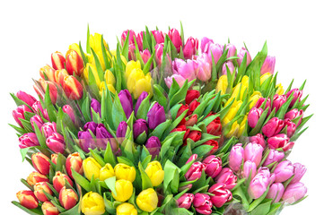 Wall Mural - Tulip flowers Spring tulip bouquet white background