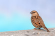 © syedfabbas - A female house sparrow on a wall looking back