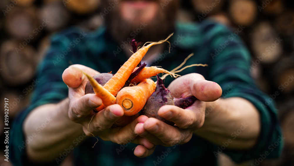 Carrots and beets in the man farmer hands in a green plaid shirt - obrazy, fototapety, plakaty 