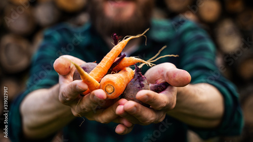 Cuadros en Lienzo Carrots and beets in the man farmer hands in a green plaid shirt