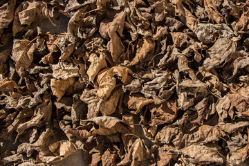 brown leaves texture, autumn fall