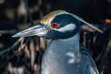Yellow Crowned Night Heron Hiding In The Bushes