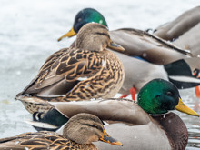 Mallard Ducks On A Frozen Wisconsin Lake.