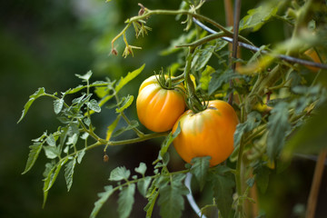 Tomaotoe Gardening