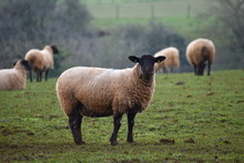 Elegant Domesticated Masham Ewe Encounter In Cotswolds Farm Field Sheep Have Black Ears Noses White Legs And Long Fleeces Meeting Free Range Sheep When Trekking Or Driving Around English Country Roads