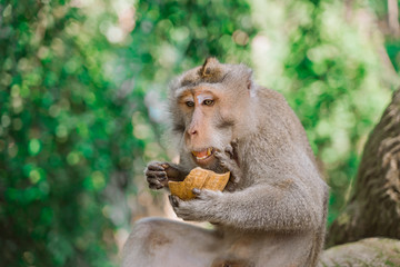 A monkey sits in the jungle and eats a tropical fruit. Monkey forest in Ubud.