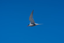 Antarctic Tern Flying In Blue Sky
