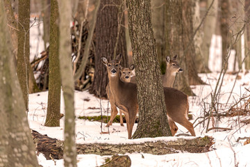 Wall Mural - deer. the white-tailed deer also known as the whitetail or virginia deer in winter on snow. white ta