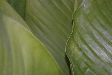 Canvas Print - The surface of large leaves that are stacked and have sunlight hit.