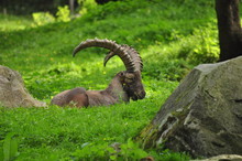Mountain Goat Relaxing On Field