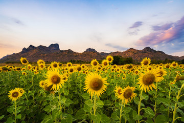 Wall Mural - sunflower at kao jeen lae mountain in lopburi, thailand
