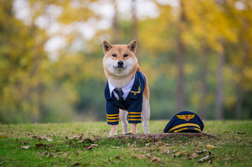 Sticker - Shiba Inu wearing pilot costume