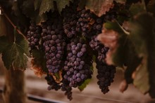 Close-Up Of Dry Grapes 