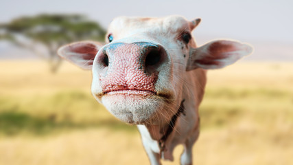 Wall Mural - Cow face clear background blur blurred background  