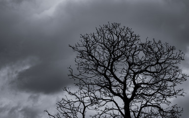 Wall Mural - Silhouette dead tree and branch on grey sky background. Black branches of tree. Nature texture background. Art background for sad, death, lament, hopeless, and despair. Halloween day background.