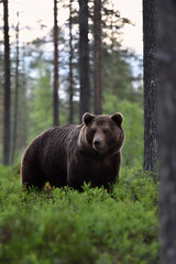 Wall Mural - brown bear (ursus arctos) in forest