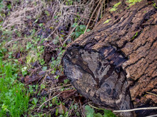 Close Up Of Decaying Log In The Rural Countryside