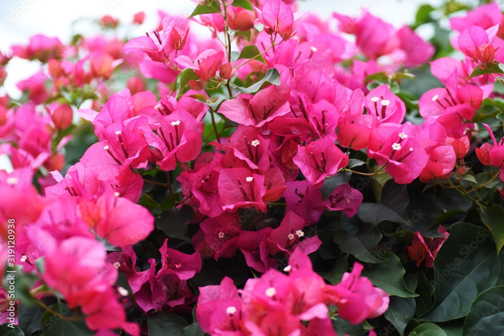 Bougainvillea is a vine that is brilliant and beautiful native to the ...