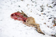 Dead Corpse cadaver of a deer in the snow