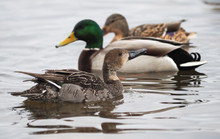 Pintail Duck On The Lake