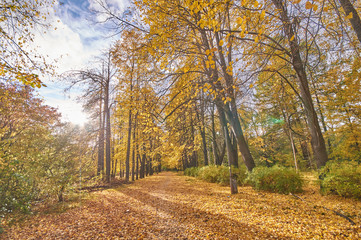 Canvas Print - yellow trees in the park. autumn