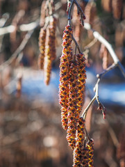 Poster - Birch catkins in the forest. Spring