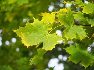 Wall Mural - yellow maple leaves in the park. autumn