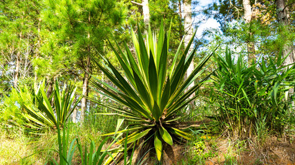 Wall Mural - A prickly large plant in Vietnam.