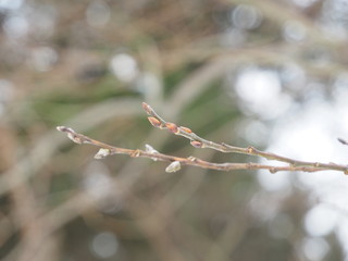 Wall Mural - willow twigs bloom in spring