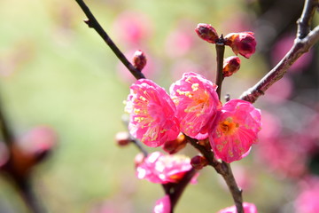 梅の花