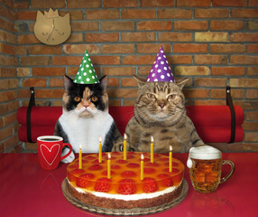 The couple of cats in love celebrate a birthday in the restaurant. They eat a holiday cake with seven burning candles and drink beer and coffee.