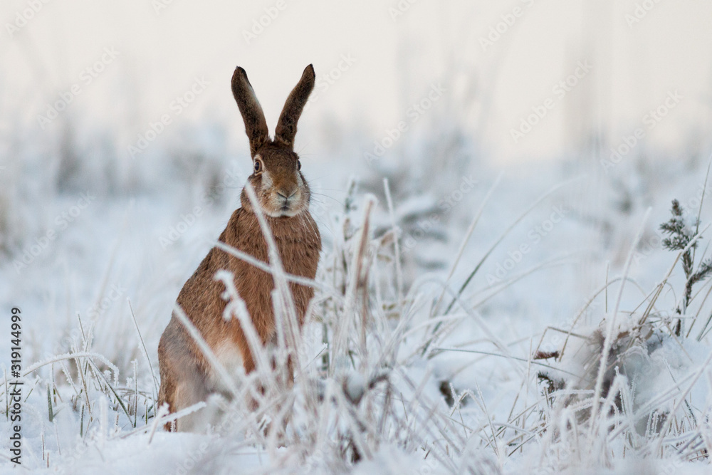 Slovakia Rabbit Rabbit in winter, European hare (Lepus europaeus), Slovakia Stock Photo ...