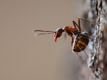 Ant On The Tree In Defense Position, Red Wood Ant (Formica Rufa), Slovakia
